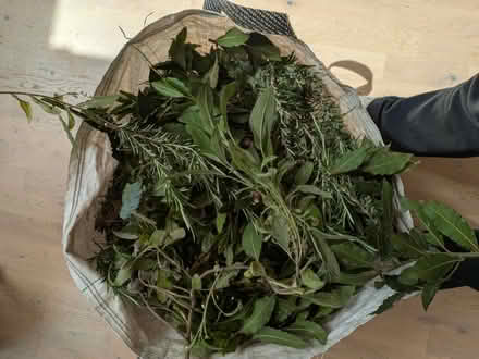 Photo of free Fresh cut herbs (Barnehurst DA7) #1