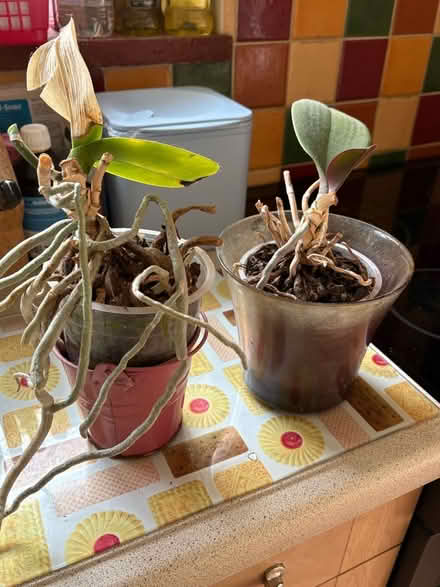 Photo of free Two old orchids (Dean Court OX2) #1