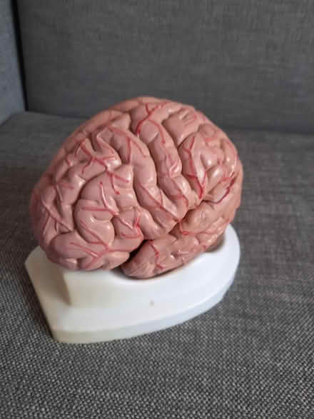 Photo of free Brain model 3D (Greenwich, SE10) #1