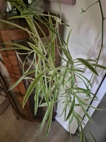 Photo of free Spider plant babies (CB23) #1