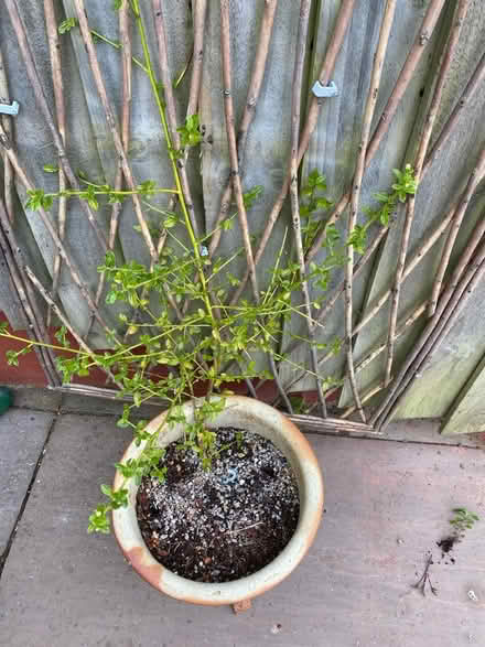 Photo of free Ceonothus (Brecon town) #1