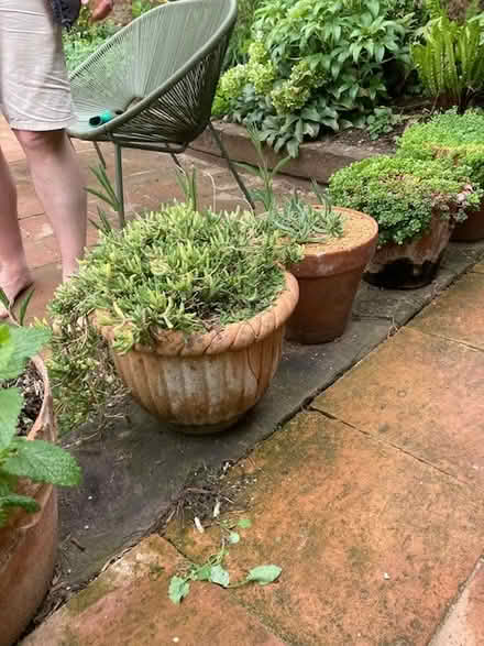 Photo of free Plant (Central Norwich) #1