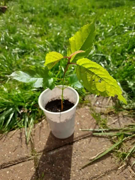 Photo of free Wild cherry (Caldecott OX14) #1