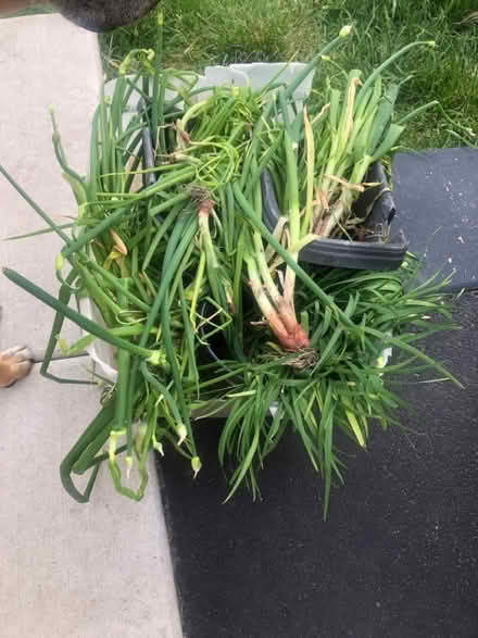 Photo of free Egyptian walking onions/garlic chiv (Glendale Heights) #2