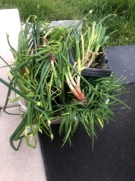 Photo of free Egyptian walking onions/garlic chiv (Glendale Heights) #1
