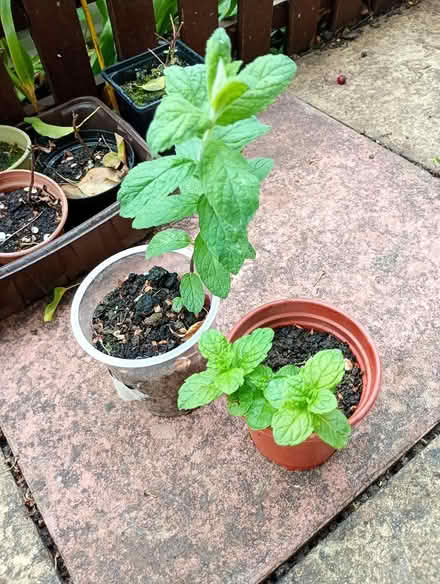 Photo of free Garden mint (Cowley Oxford) #1