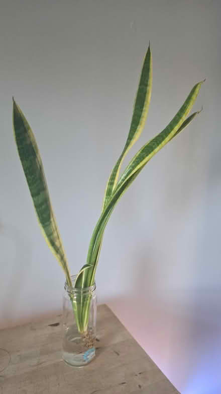 Photo of free Rooted Snake Plant section (East Somerville) #3