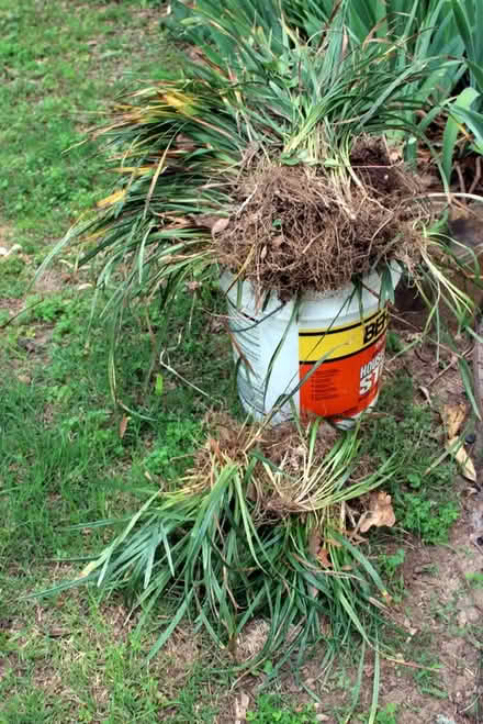 Photo of free Monkey/Liriope Grass (Sherwood) #1