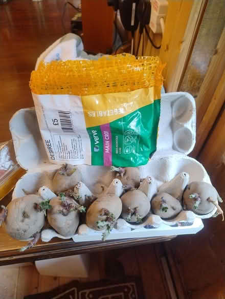 Photo of free Chatted potatoes (Botley OX2) #1