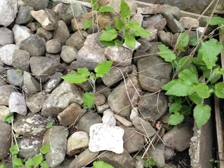 Photo of free Quantity of garden stone (Mold CH7) #2