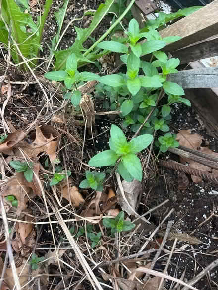 Photo of free Mint (Lunenburg) #1