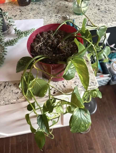 Photo of free Golden pothos (Columbia Heights/Petworth) #1