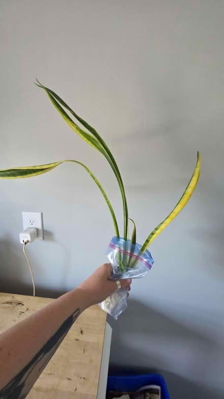 Photo of free Rooted Snake Plant section (East Somerville) #1