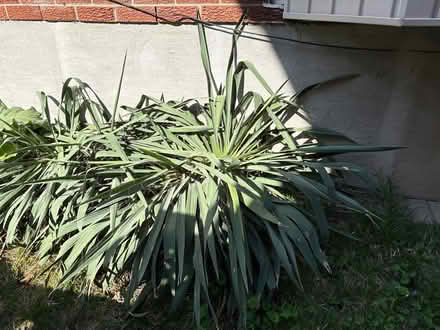 Photo of free Yucca plant (NW Aurora) #1
