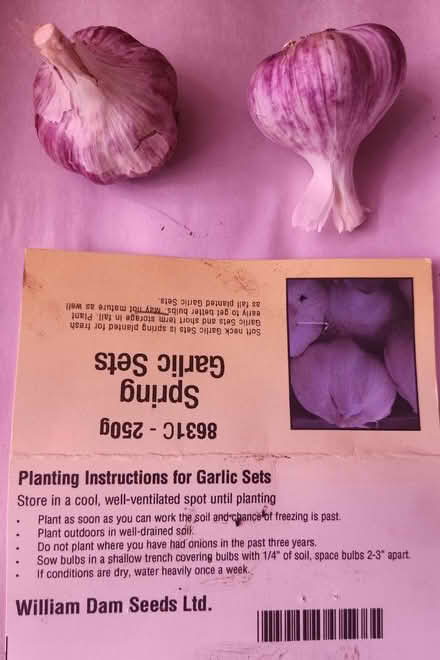 Photo of free garlic sets - william dam (Danforth and Greenwood) #1