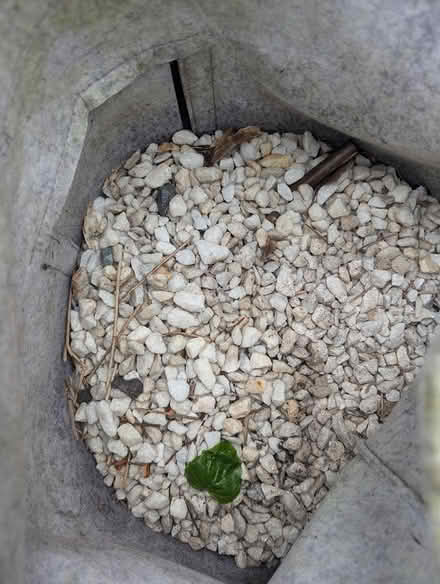 Photo of free White gravel (BS7) #2