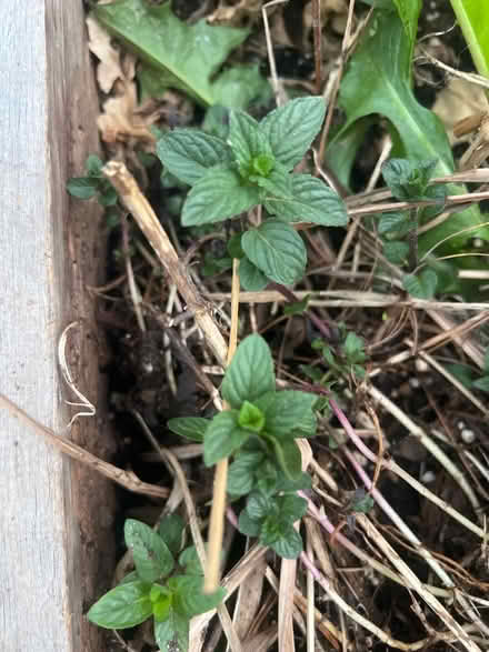 Photo of free Mint (Lunenburg) #2