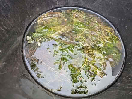 Photo of free Native pond weed for a tiny pond (Kendal LA9) #1