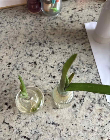 Photo of free Aloe propagations (Columbia Heights/Petworth) #1