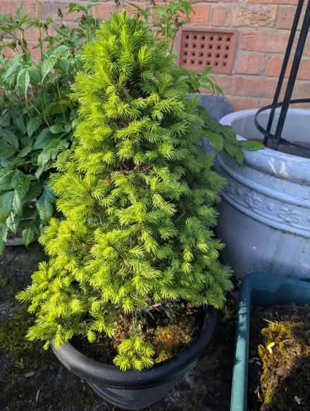 Photo of free Young Dwarf Conifer (Weston Rhyn, Oswestry) #1
