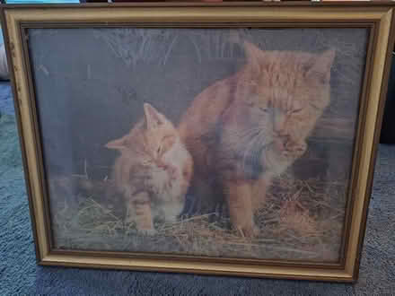 Photo of free framed pic of orange cats 20874 #1
