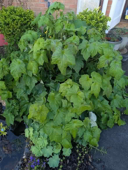 Photo of free Japanese Pink Anenome (Weston Rhyn, Oswestry) #1