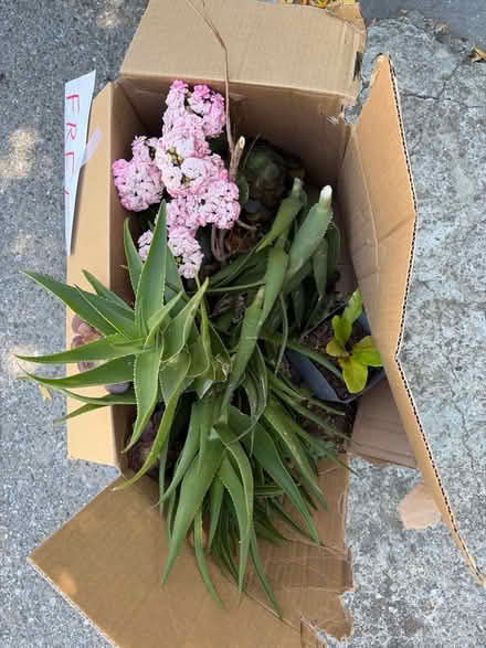 Photo of free Succulents and a fern etc (Saratoga Herriman Ave) #1