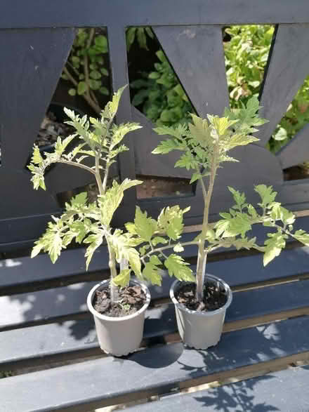 Photo of free Tomato 4 (Langney BN23) #1