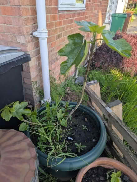 Photo of free Fig Tree (Weston Rhyn, Oswestry) #1
