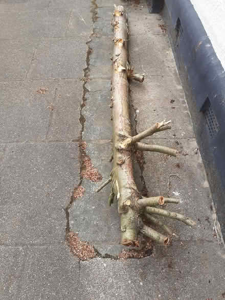 Photo of free 1Tree trunk (Southport PR8) #1