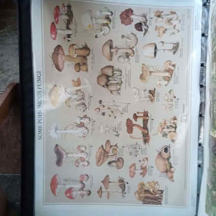 Photo of free Natural History Posters (Charlbury OX7) #4
