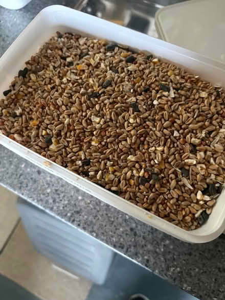 Photo of free Bird seed (Wickford) #1