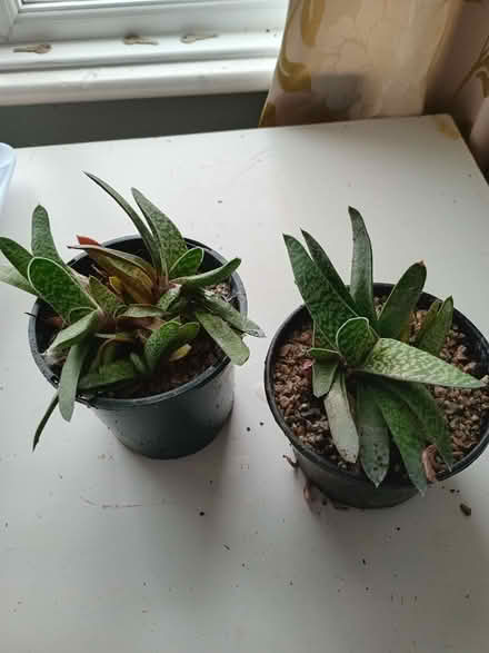 Photo of free Indoor succulents (Eastbourne BN20) #1