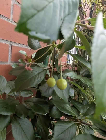 Photo of free Editable cherry tree (Belle Vue WF1) #2