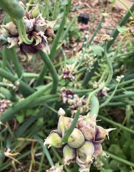 Photo of Walking onions (St Claire Gardens) #1