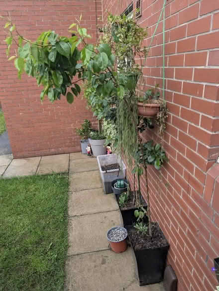 Photo of free Young Apple Tree (Belle Vue WF1) #1