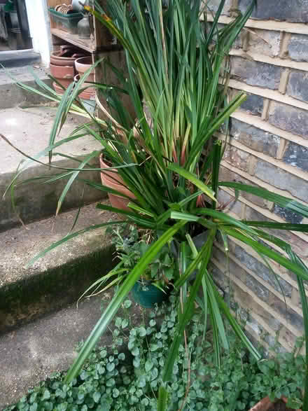 Photo of free Grasses roots (Lower Holloway N7) #1
