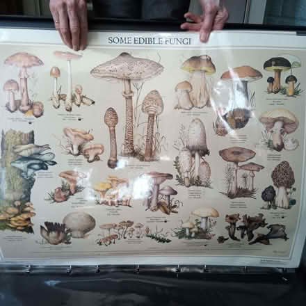 Photo of free Natural History Posters (Charlbury OX7) #1