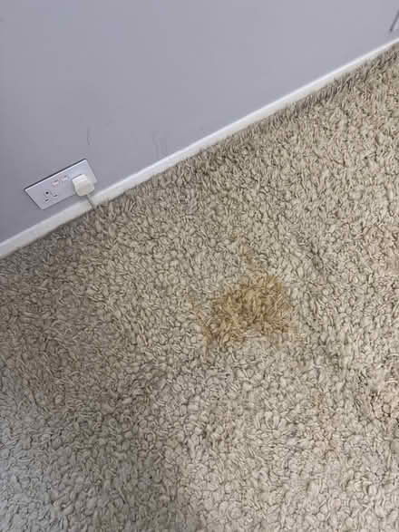Photo of free Huge deep pile wool rug (W13) #2