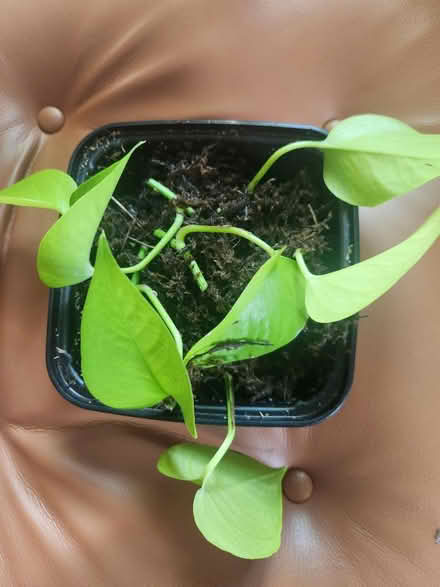 Photo of free houseplant cuttings (King of Prussia) #2