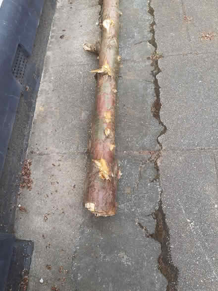 Photo of free 1Tree trunk (Southport PR8) #2