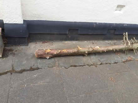 Photo of free 1Tree trunk (Southport PR8) #3