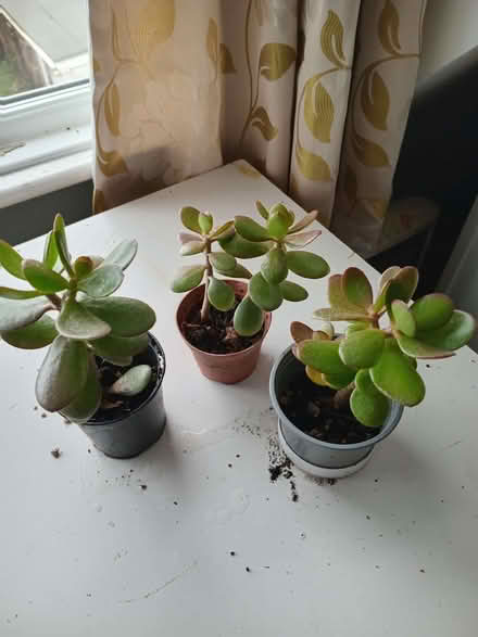 Photo of free Small succulent plants (Eastbourne BN20) #1