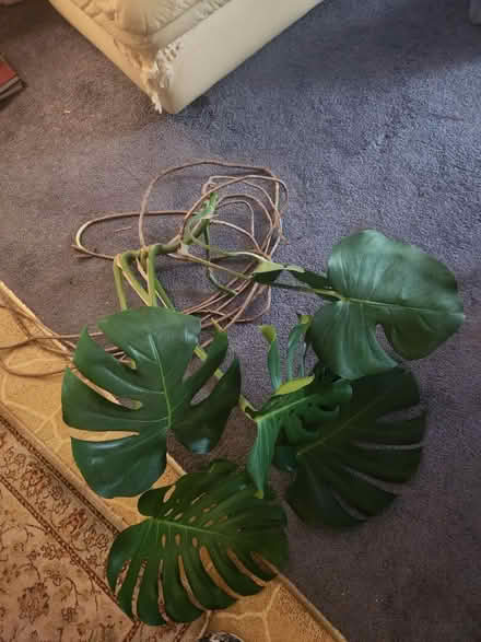 Photo of free houseplant cuttings (King of Prussia) #1