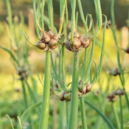 Photo of Walking onions (St Claire Gardens) #2