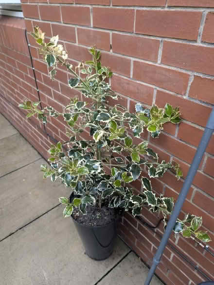 Photo of free Potted Holly Bush (Belle Vue WF1) #1