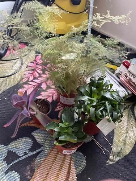 Photo of free Plants indoor (Chilwell NG9) #1