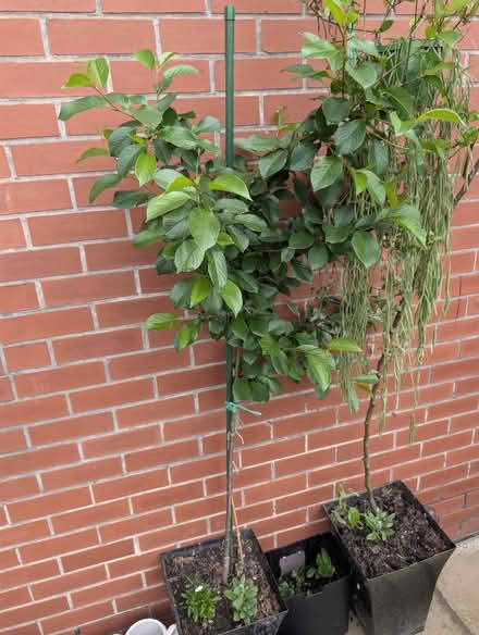 Photo of free Editable cherry tree (Belle Vue WF1) #1