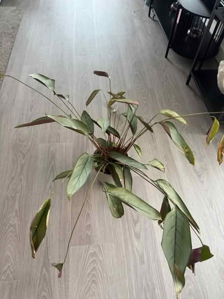 Photo of free House plant (Harrow Wealdstone HA1) #1