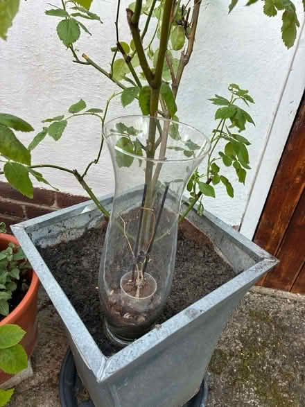 Photo of free Small orchid (Upper Wolvercote OX2) #1
